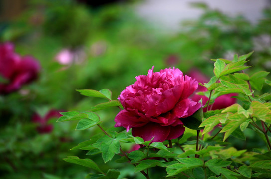 牡丹花