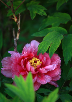 牡丹花