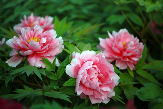 牡丹花