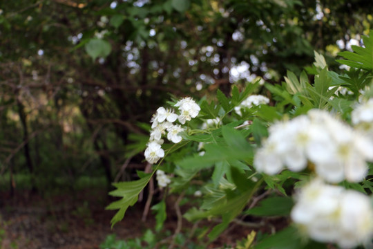 花特写