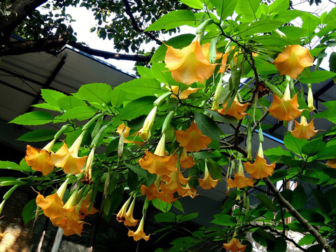 曼陀萝 花卉 群花