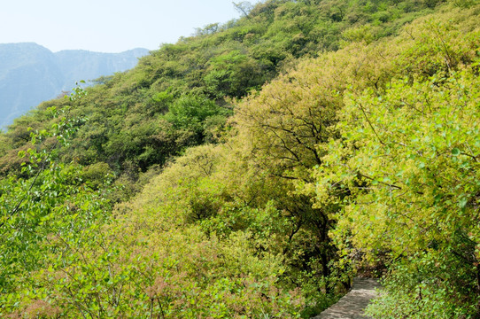 青山绿树