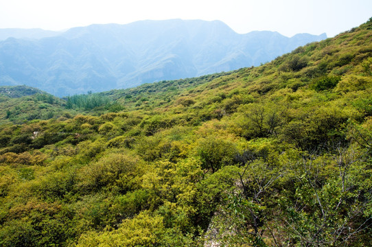 青山绿树