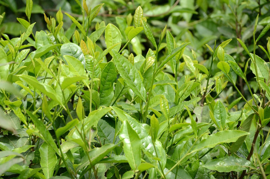 茶叶