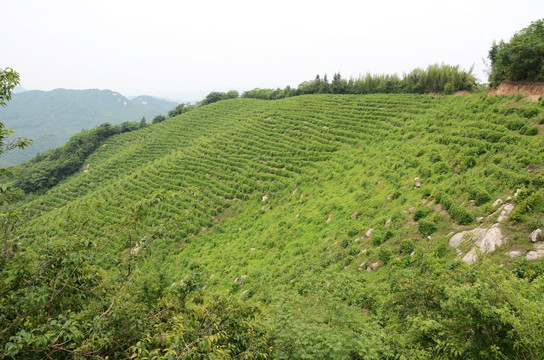 茶园