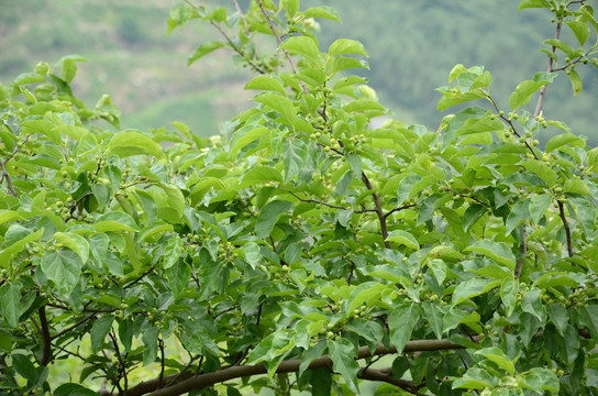 山果