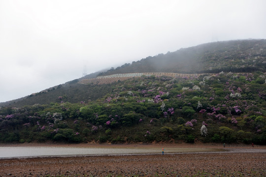 马耳山杜鹃花