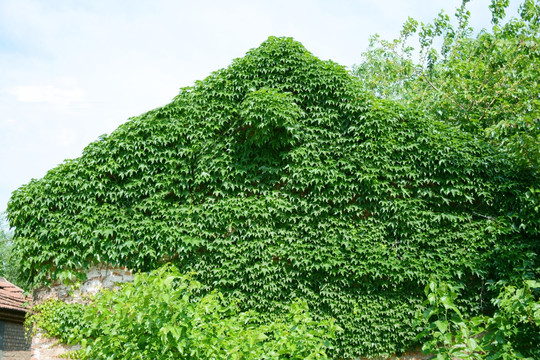 绿野仙踪