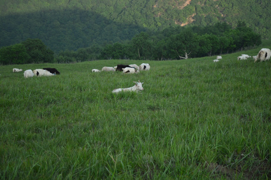 草原羊群