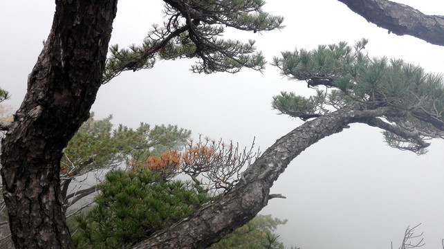 雾气中的松树枝
