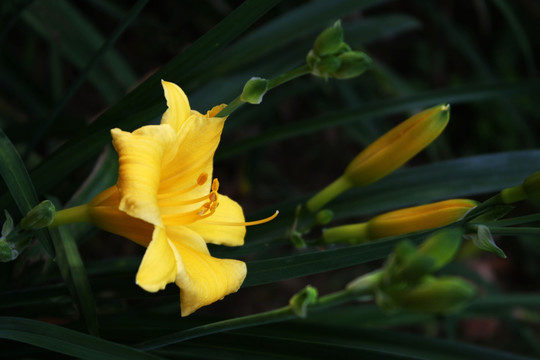 萱草花