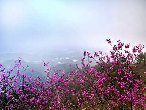 兰溪转轮岩景区紫荆花盛开