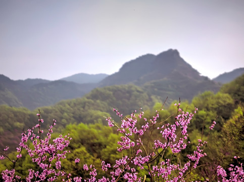 兰溪转轮岩景区紫荆花和山峰