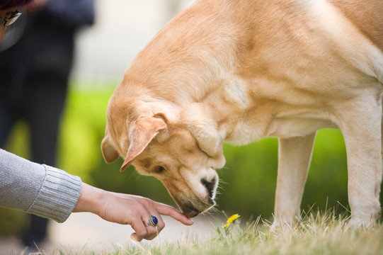 拉布拉多犬