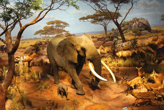 非洲场景 大象