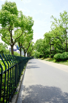 城市绿化道路街景人行道