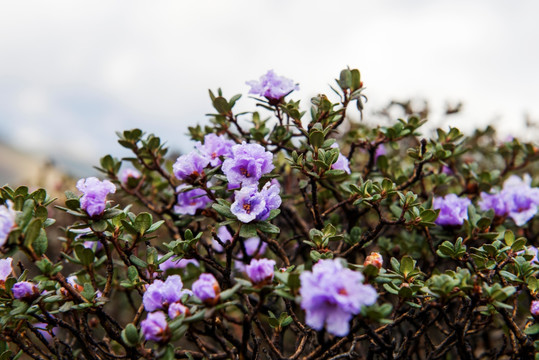 一丛隐蕊杜鹃花