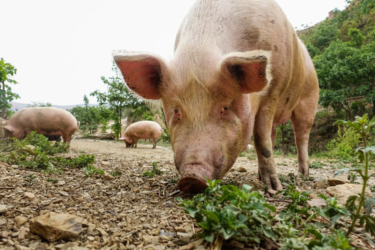 粮食喂养的生态猪