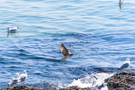 海中礁石上嬉戏的海鸥