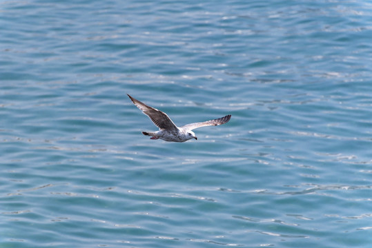 蓝色海面上飞翔的海鸥