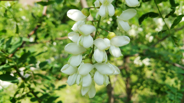 槐树的花朵