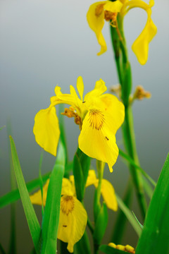 水莲花
