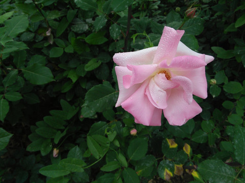 月季花