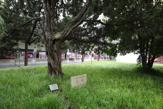 龙柏