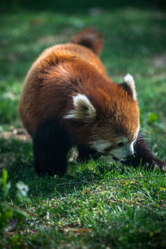 小熊猫