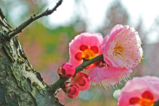 梅花特写