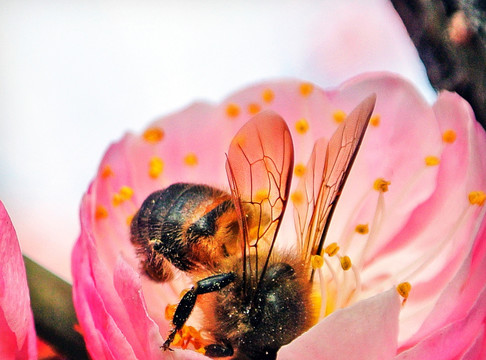 蜜蜂跟梅花
