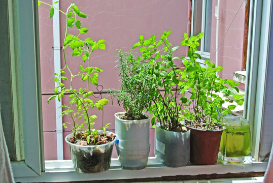 窗台上的绿色盆栽