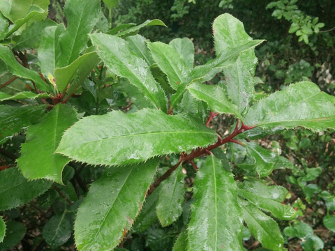 雨后叶子