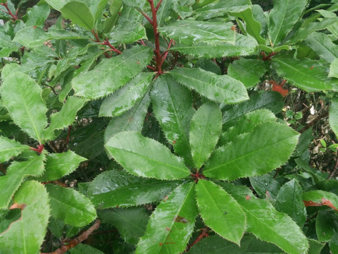 雨后叶子