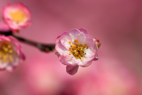 榆叶梅 红梅 梅花