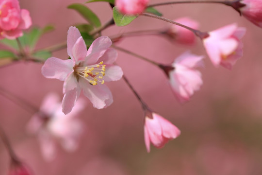 海棠花 垂丝海棠