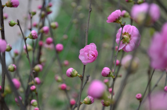 梅花