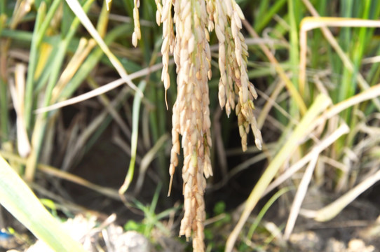 乡村成熟的稻子