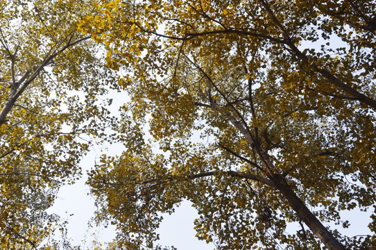 秋后的乡村杨树