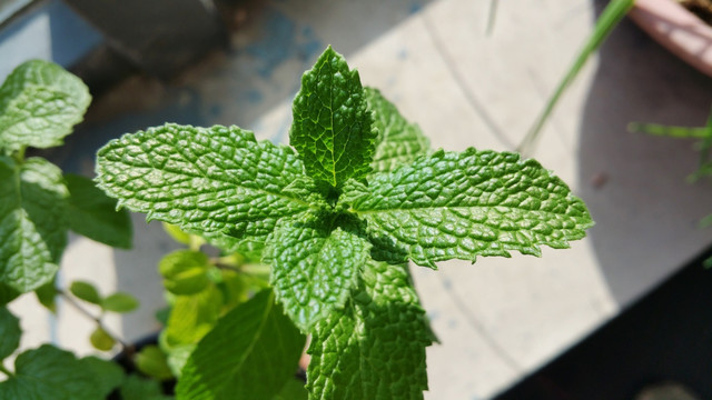 翠绿的薄荷叶