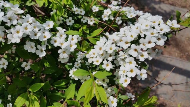 春天盛开的白色小花