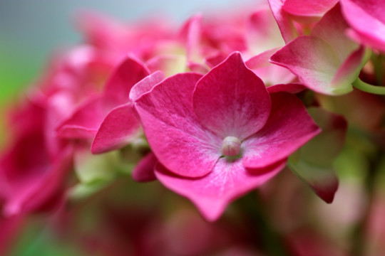 绣球花