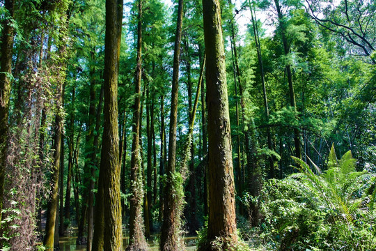 森林背景