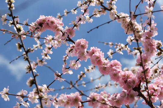 梅花 桃花 小桃红