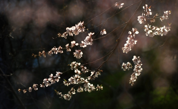 桃花