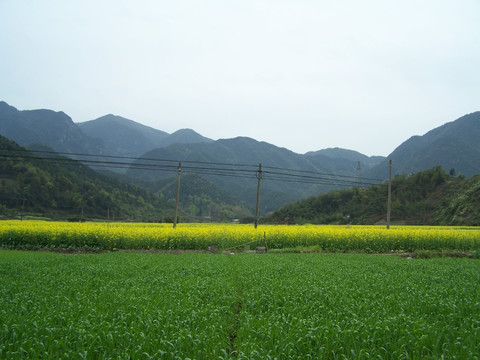 油菜花 油菜田 油菜花田 花田