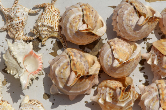 海螺壳 一堆海螺