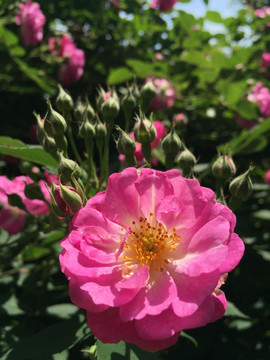 月季花