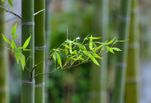 翠竹林