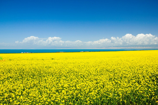 青海湖油菜花